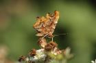 Comma Butterfly by Mick Dryden