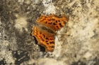 Comma by Mick Dryden