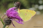 Clouded Yellow by Vikki Robertson