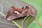 Dewick's Plusia by Roger Long Dewick's Plusia by Roger Long