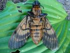 Death's head Hawkmoth by David Buxton