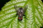 Flesh Fly by Richard Perchard