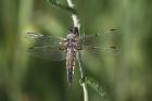 Four-spotted Chaser by Mick Dryden Four-spotted Chaser by Mick Dryden