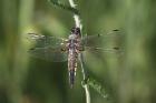 Four-spotted Chaser by Mick Dryden