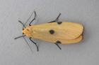 Four-spotted Footman by Roger Long Four-spotted Footman by Roger Long