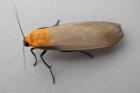 Four-spotted Footman by Roger Long