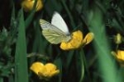 Green-veined White by Richard Perchard Green-veined White by Richard Perchard