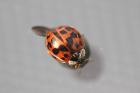 Harlequin Ladybird by Mick Dryden