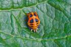 Harlequin Ladybird by John de Carteret