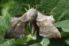 Poplar Hawkmoth by Mick Dryden
