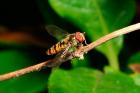 Hover Fly by Richard Perchard