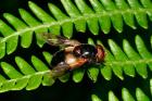 Hover Fly by Richard Perchard