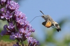 Hummingbird Hawk Moth by Mick Dryden