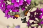 Hummingbird Hawkmoth by Mick Dryden