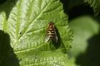 Hover Fly by Richard Perchard Hover Fly by Richard Perchard