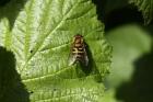 Hover Fly by Richard Perchard