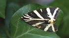 Jersey Tiger by John George de Carteret