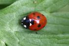 Seven-spot Ladybird by Mick Dryden