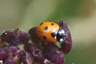 Seven-spot Ladybird by Mick Dryden