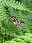 Large Checkered Skipper by Scott Haynes