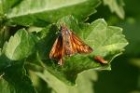 Large Skipper by Mick Dryden