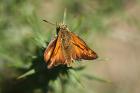 Large Skipper by Mick Dryden