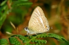 Long-tailed Blue by Alan Gicquel