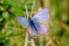 Long-tailed Blue by Alan Gicquel