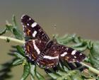 Map butterfly by Helen Trapp Map butterfly by Helen Trapp