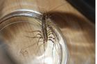 House Centipede by Mick Dryden House Centipede by Mick Dryden