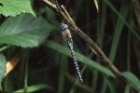 Southern Migrant Hawker by Richard Perchard