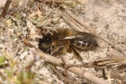 Mining Bee by Richard Perchard Mining Bee by Richard Perchard