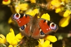 Peacock butterfly by Mick Dryden