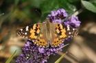 Painted Lady by Mick Dryden Painted Lady by Mick Dryden