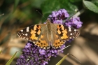 Painted Lady by Mick Dryden