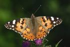 Painted Lady by Mick Dryden