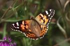 Painted Lady by Mick Dryden