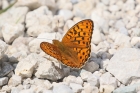 Queen of Spain Fritillary by Mick Dryden Queen of Spain Fritillary by Mick Dryden