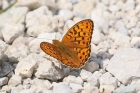 Queen of Spain Fritillary by Mick Dryden