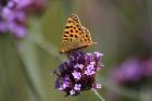 Queen of Spain Fritillary by Mick Dryden