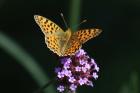 Queen of Spain Fritillary by Mick Dryden