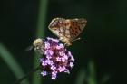 Queen of Spain Fritillary by Mick Dryden