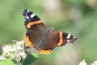 Red Admiral by Mick Dryden