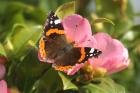 Red Admiral by Mick Dryden