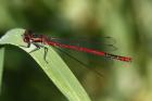 Large Red Damselfly by Mick Dryden