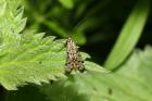 Scorpion Fly by Richard Perchard