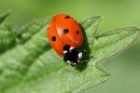 Seven spot Ladybird by Richard perchard
