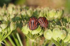 Shield Bug by Richard Perchard