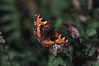 Small Tortoiseshell by Richard Perchard