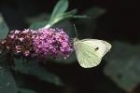 Small White by Richard Perchard